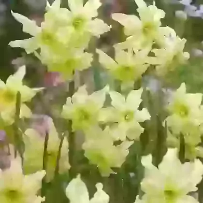 Exotic Mystery